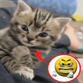 belowavgcynciar 的头像