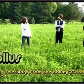 Hollus