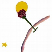 coolrose 的头像