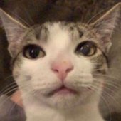 stupid cat