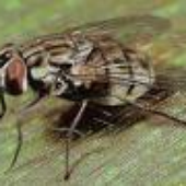 Avatar for muscidae