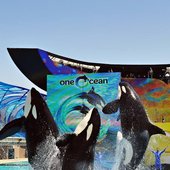 SeaWorld Attraction