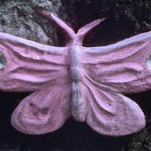 portals butterfly bc void is TOO GOOD