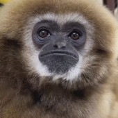 Chimpooo 的头像