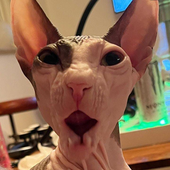 Murola 的头像
