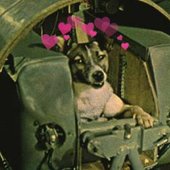 laika eve dön