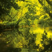 The Stubborn Light of Things
