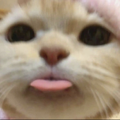 charlishboyo 的头像