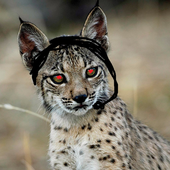 Avatar for diagmatrix