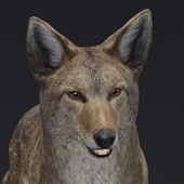 Avatar for figmeat