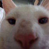 gatito