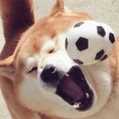 LastFM profile picture for @shiba