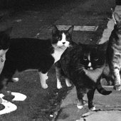 Cattera-band-photo-678x381.jpg