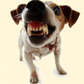 fucking_dogs 的头像