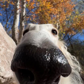 polardoggo_ 的头像