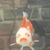 Avatar for fishishy