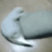 lefert_ 的头像