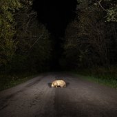 badger