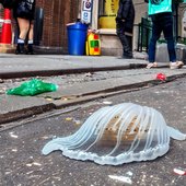 Jellyfish