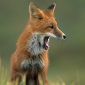 Avatar for Fox_yet