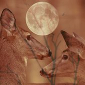 A Unicorn Masquerade