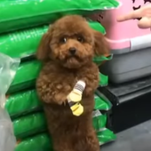 p3arpie 的头像
