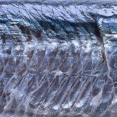 Mārara