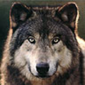 Sabrewolf2001 的头像