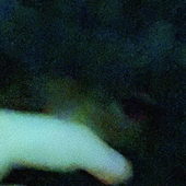 Avatar for alfiegreenlake