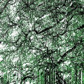 The Last Vestiges of a Dream