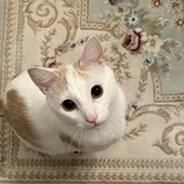 Avatar for vijftigcent