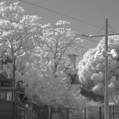 paletintedtree 的头像