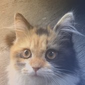 Homie Cat PFP