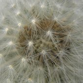 Dandy Lyion seeds