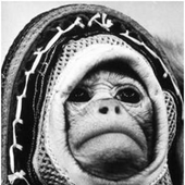 Awatar dla Space--Monkey