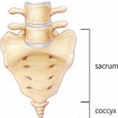 Аватар для CoxXis