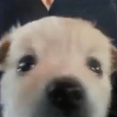 leecult 的头像