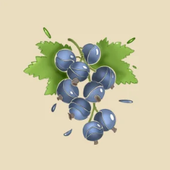 Blackcurrant