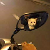 deeweepeewee 的头像