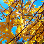 yellow-leaf.png