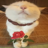JeremiahFr 的头像