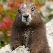 marmotmarsh 的头像