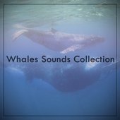 Whales Sounds Collection