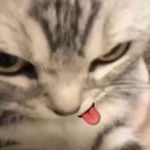 fluffnutz 的头像