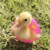 Avatar for duckbarb