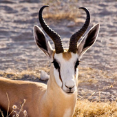 Avatar för Springbok1955