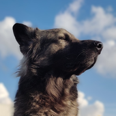 DogDeeDer 的头像