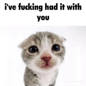 mintykitty14 的头像