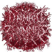 RANCID MIST