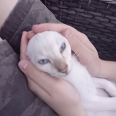 Eegbutt 的头像